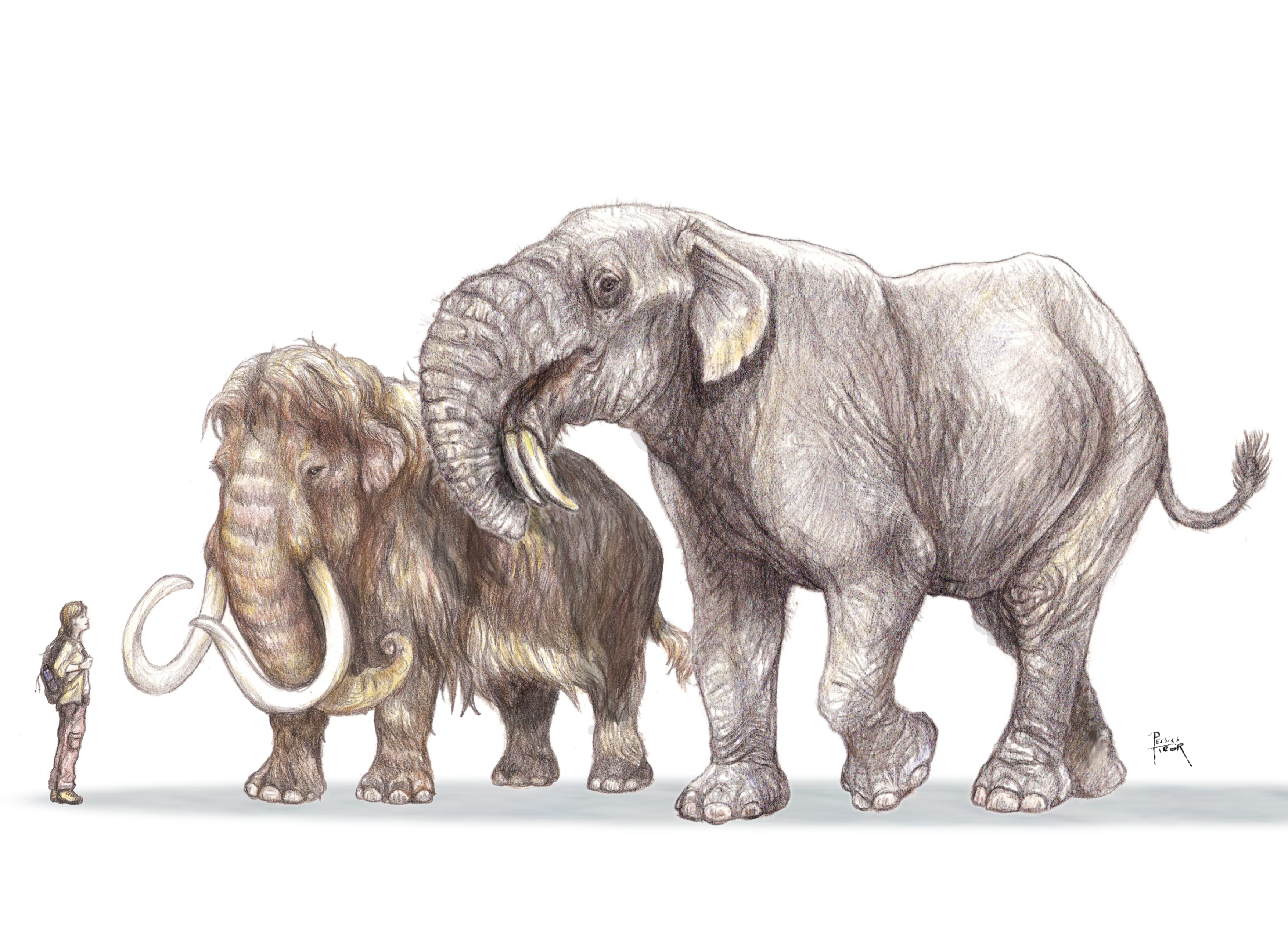 Őselefánt, mammut, ember